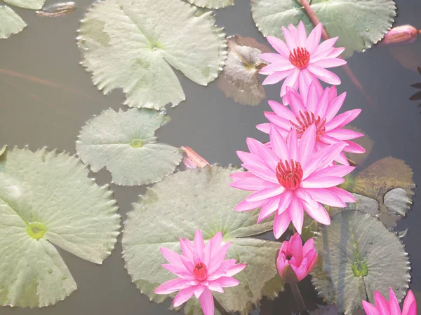 Close Van Mooie Bloeiende Roze Waterlelies Met Groene Bladeren Vijver — Stockfoto