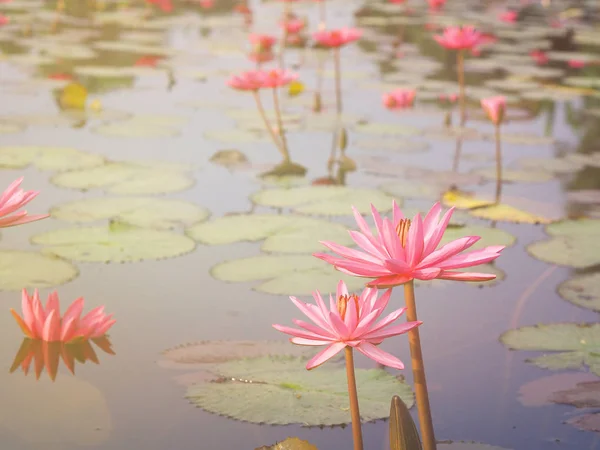 Close Van Mooie Bloeiende Roze Waterlelies Met Groene Bladeren Vijver — Stockfoto