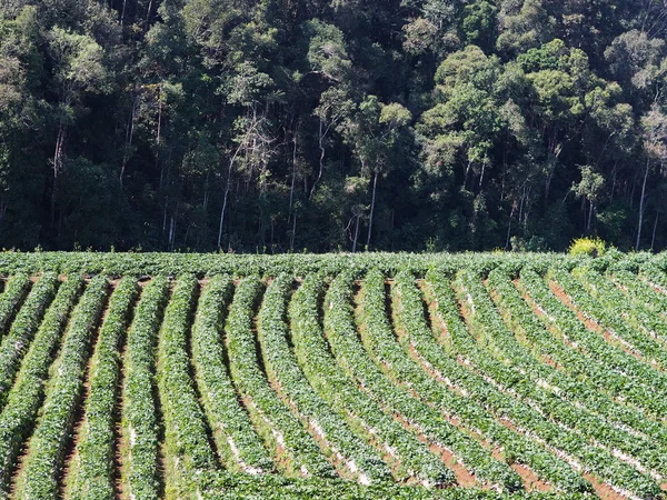 Fila Plantação Morango Paisagem Colina Verde Província Chiang Mai Tailândia — Fotografia de Stock