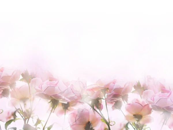 Feche Rosa Rosas Flor Sobre Fundo Branco Buquê Floral Com — Fotografia de Stock