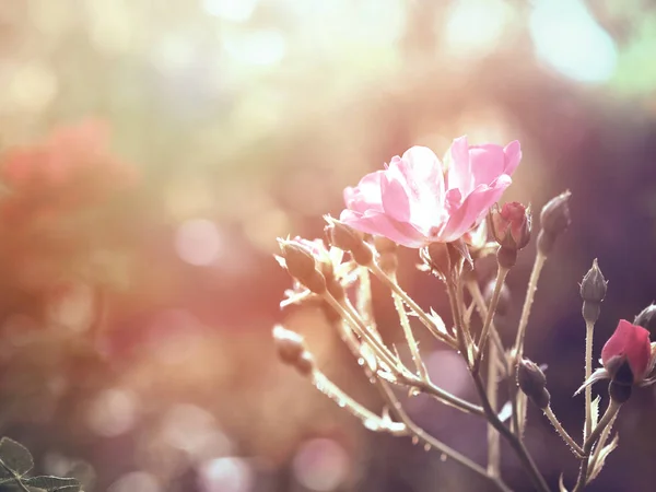 Primo Piano Rosa Bouquet Rose Giardino Fiori Retrò Sfondo Astratto — Foto Stock