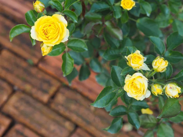 Közelről Sárga Rózsa Virágok Tégla Padló Háttér Nyári Kerti Dekoráció — Stock Fotó