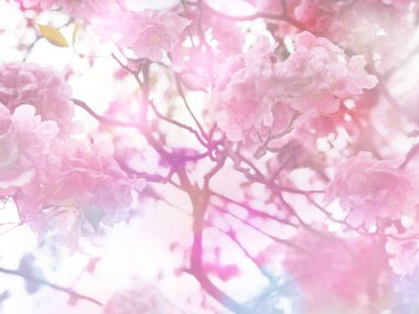 Bahar ya da yaz aylarında klasik filtre efektli pembe trompet çiçekleri. Sevgililer Günü için arkaplan.
