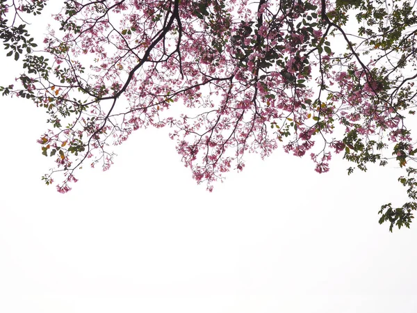 Подивіться Рожеву Трубу Квітами Білому Тлі Весни Або Літа — стокове фото