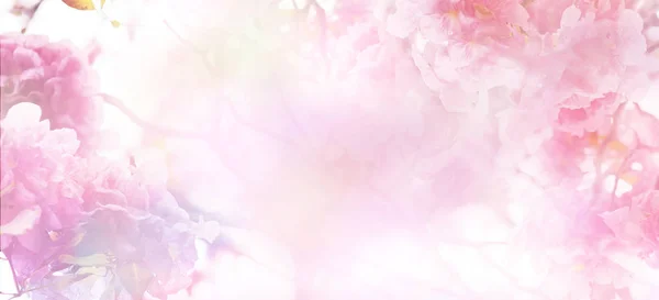 Abstrakt Blommig Bakgrund Rosa Blommor Över Pastellfärger Med Mjuk Stil — Stockfoto
