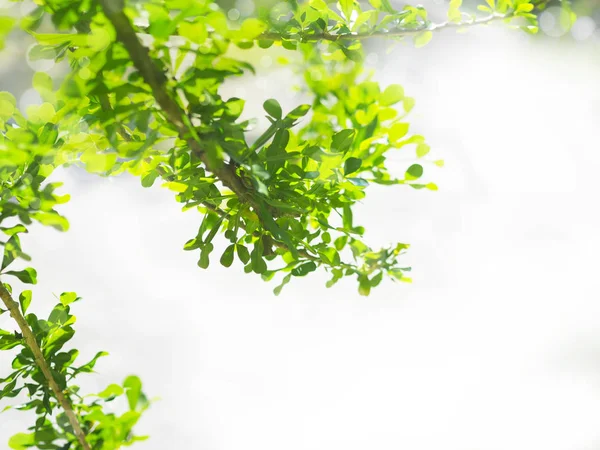 Fechar Folhas Verdes Tropicais Sobre Fundo Verde Com Espaço Cópia — Fotografia de Stock