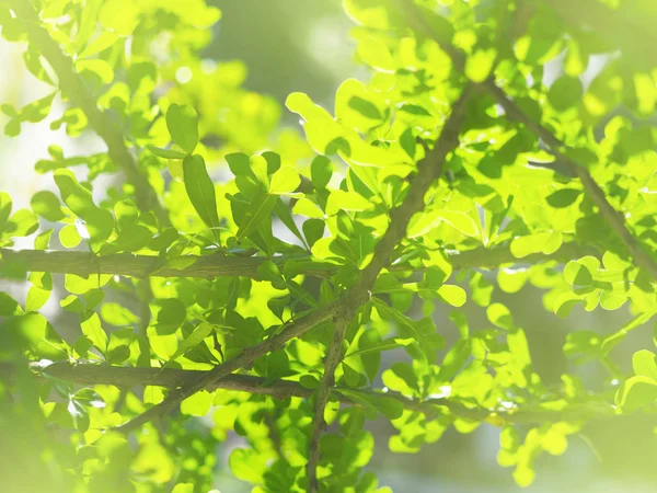 Close Van Tropische Groene Bladeren Tak Met Zachte Stijl Voor — Stockfoto