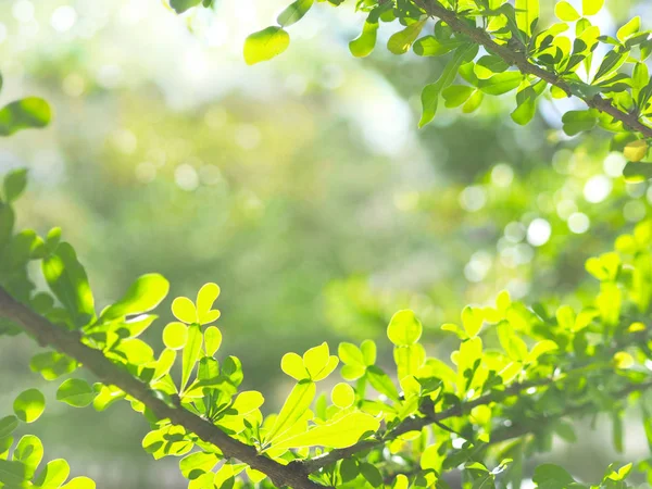 Fechar Folhas Verdes Tropicais Sobre Fundo Verde Com Espaço Cópia — Fotografia de Stock