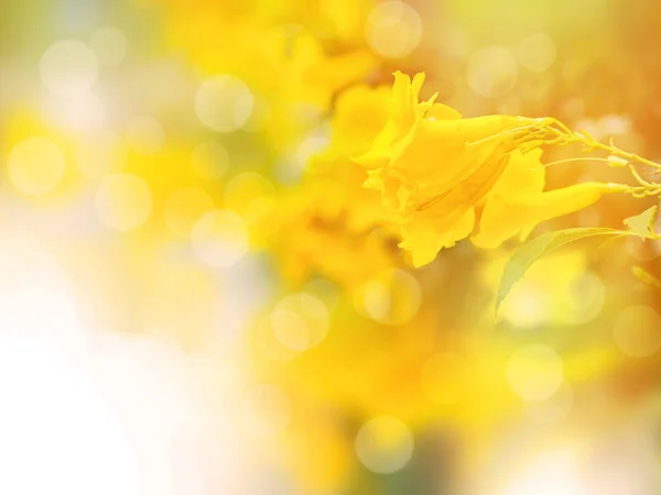 Abstract Floral Background Copy Space Close Yellow Elder Trumpetbush Flowers — Stock Photo, Image