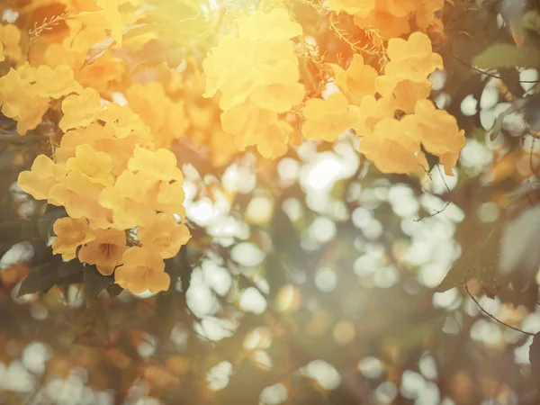 黄色の年長者または Trumpetbush 花およびコピー スペースと緑の葉を閉じます ビンテージのフィルター効果 — ストック写真