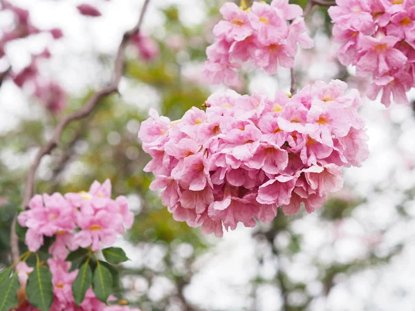 Розовые Трубные Цветы Весны Лета Природа — стоковое фото