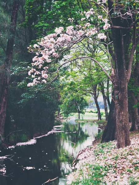 Tromba Rosa Alberi Fiori Vicino Stagno Parco Pubblico Primavera Estate — Foto Stock