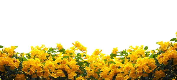 Впритул Жовтий Старець Або Квіти Трубача Зелене Листя Ізольовані Білому — стокове фото