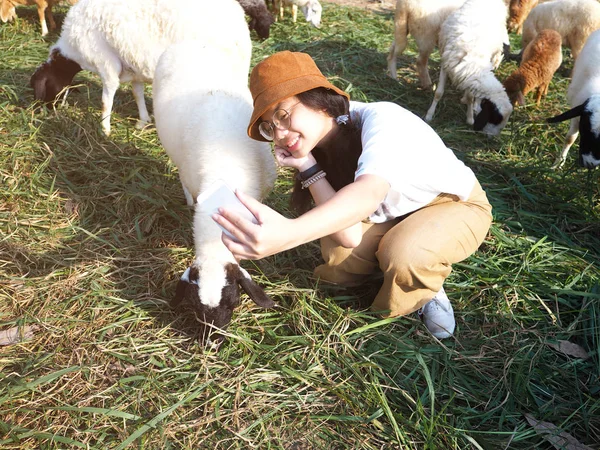 Девушка фотографируется с овцами — стоковое фото