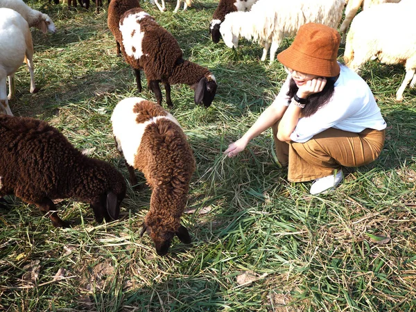 Oynama ve koyun besleme kız — Stok fotoğraf