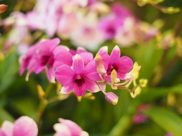 Pink orchid bouquet and green leaves — Stock Photo, Image