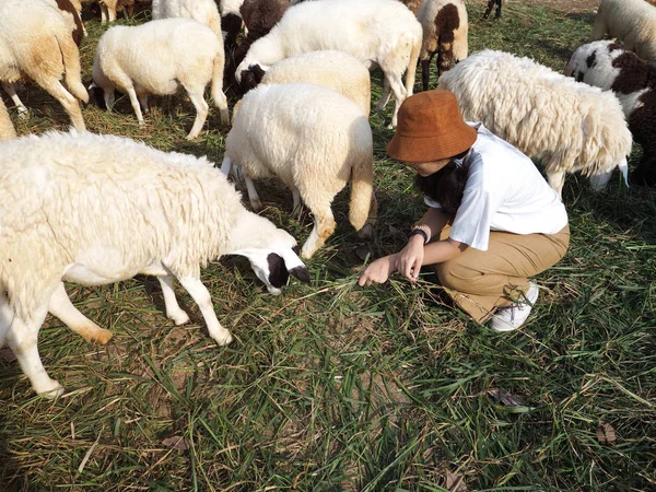 Oynama ve koyun besleme kız — Stok fotoğraf