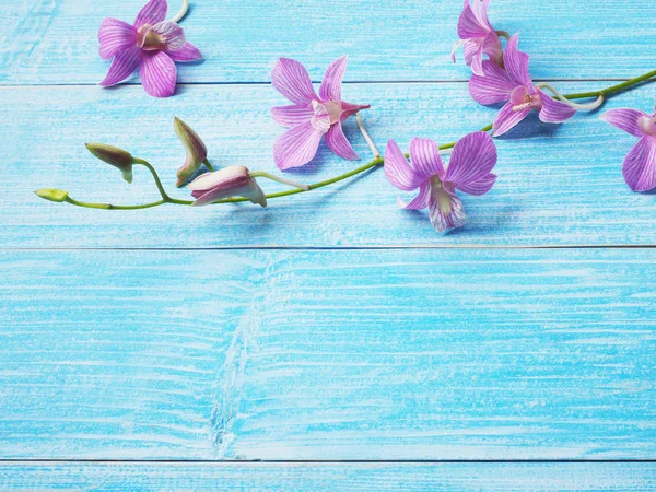 蓝色木头背景的桃红色兰花. — 图库照片
