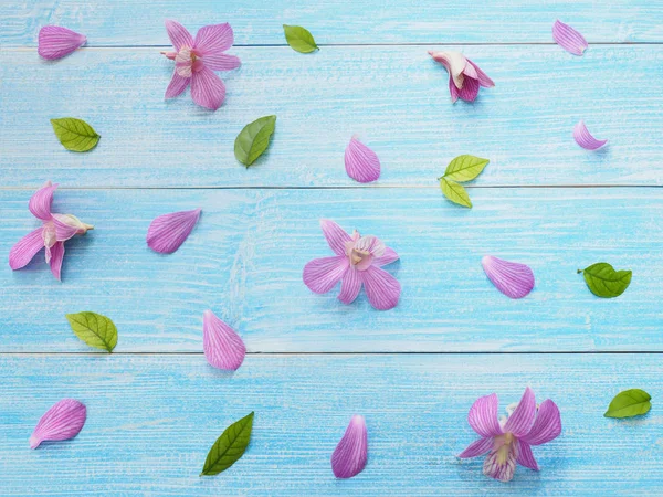Orquídea rosa sobre fondo de madera azul . —  Fotos de Stock