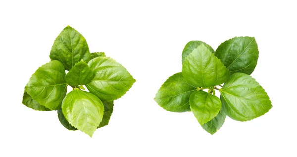 Manojo de hojas verdes aisladas sobre fondo blanco . —  Fotos de Stock