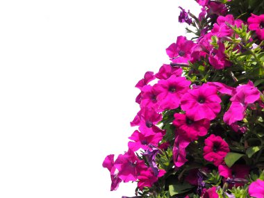 Beyaz arkaplanda izole edilmiş pembe petunya çiçeği