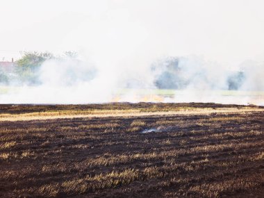 Tarlada yangın ve duman.