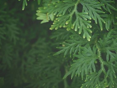 Spikemoss veya tavus kuşu yosunu kapatın