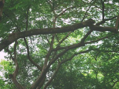 Yeşil yapraklar ve parkta büyük ağacın dalları. 