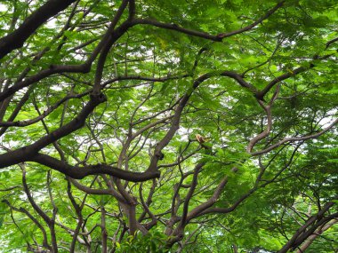 Yeşil yapraklar ve parkta büyük ağacın dalları. 