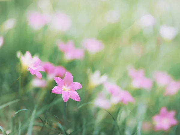 ゼファーユリの花と緑の葉の畑. — ストック写真