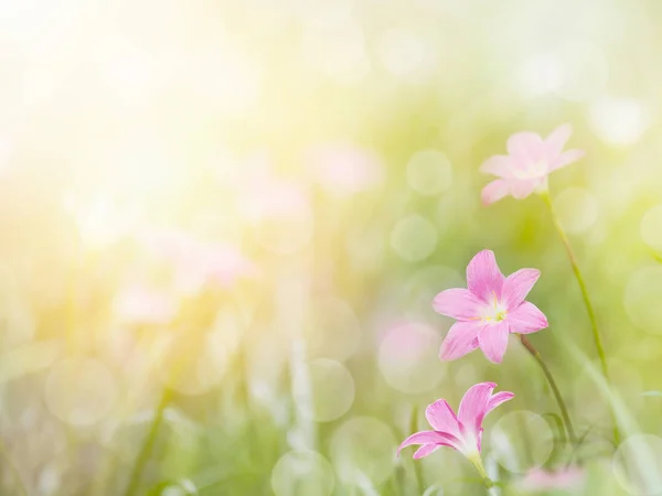 ゼファーユリの花と緑の葉の畑. — ストック写真