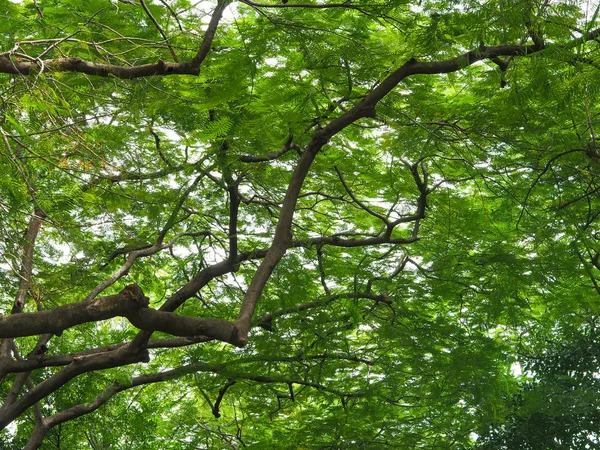 Zielone liście i gałęzie dużego drzewa w parku. — Zdjęcie stockowe