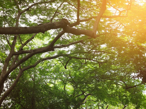 Folhas verdes e ramos de árvore grande com luz solar ao pôr do sol — Fotografia de Stock