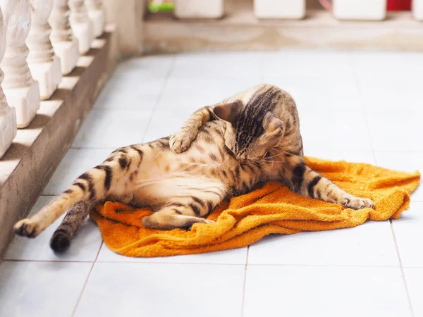 Gato callejero lavándose y lamiéndose . — Foto de Stock