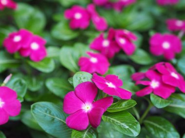Catharanthus roseus or Madagascar periwinkle flower