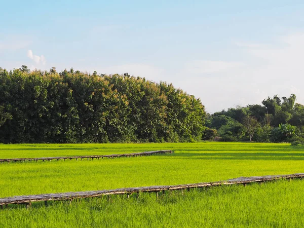 Campo de arroz verde e caminho de madeira — Fotografia de Stock