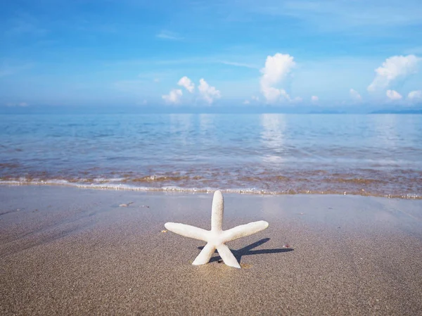 Petite étoile de mer blanche au bord de la mer . — Photo