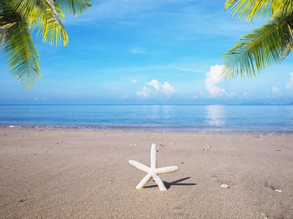 Petite étoile de mer blanche au bord de la mer . — Photo