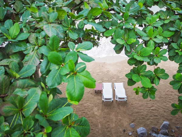Deux chaises longues blanches sur la plage de sable sous le grand arbre vert . — Photo