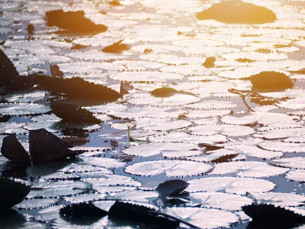 Silhouet waterlelie blad bij vijver in de tuin — Stockfoto