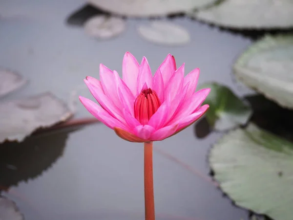 Pink water lily at pond in the garden — Stock Photo, Image