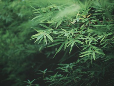 Tropikal yağmur ormanında taze yeşil bambu yaprakları. 