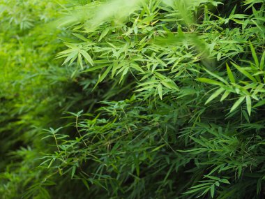 Tropikal yağmur ormanında taze yeşil bambu yaprakları. 