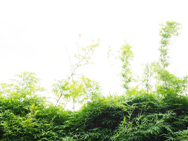 Frische grüne Bambusblätter auf weißem Hintergrund. — Stockfoto