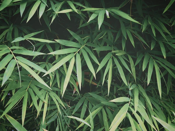熱帯雨林の新緑竹の葉. — ストック写真