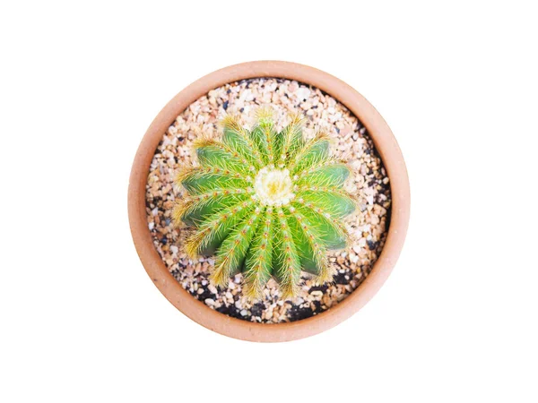 Corona de cactus en maceta marrón aislada sobre fondo blanco — Foto de Stock