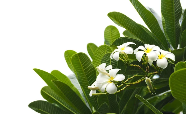 Flor de frangipani blanco (plumeria) y hojas aisladas en blanco — Foto de Stock