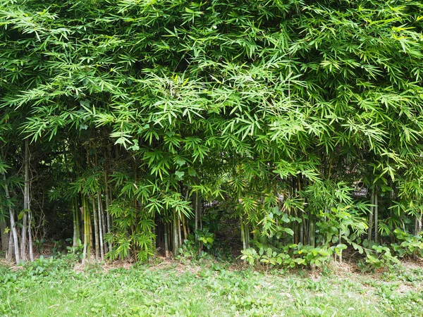 Folhas de bambu verdes frescas na floresta tropical . — Fotografia de Stock