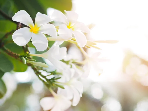 Vit Frangipani (Plumeria) blomma och löv — Stockfoto