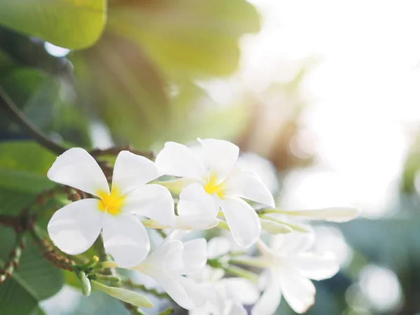 Frangipani blanco (plumeria) flores y hojas — Foto de Stock